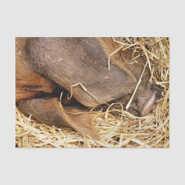 PIGS TISSUE PAPER (Front)