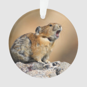 Pika