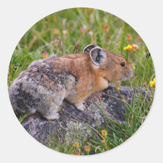 pika classic round sticker (Front)