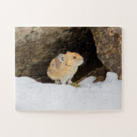 Pika In Snow