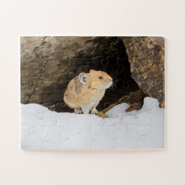 Pika In Snow Jigsaw Puzzle (Horizontal)