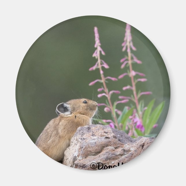 Pika Magnet (Front)