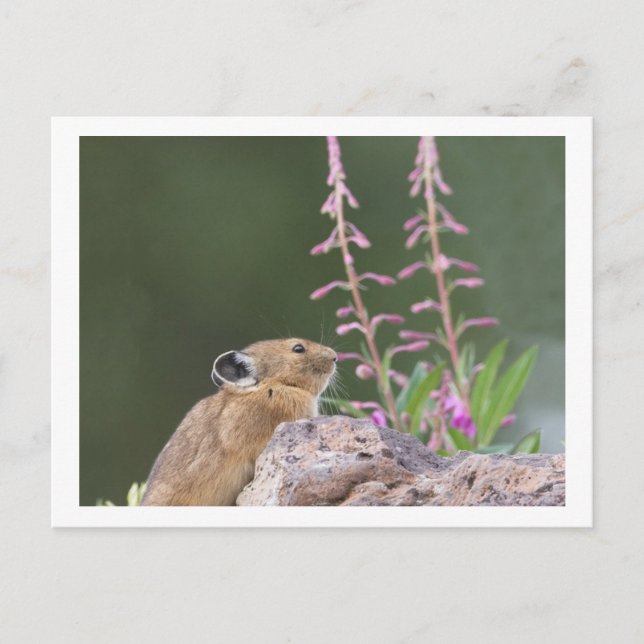 Pika Postcard (Front)