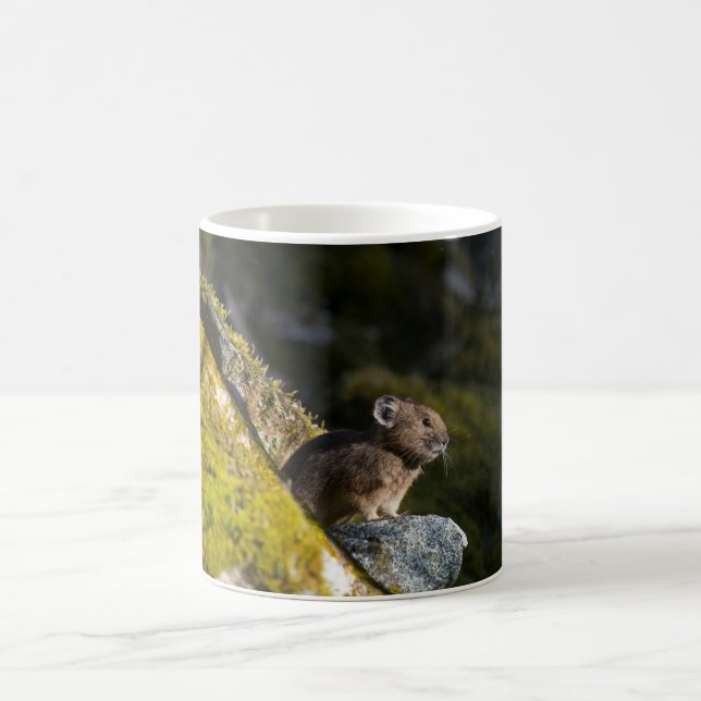 Pika taking in the evening sun coffee mug (Center)