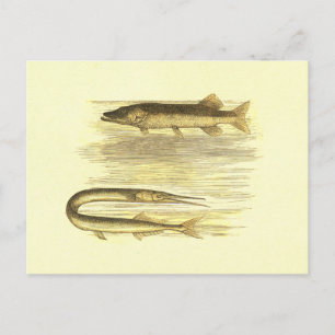 Pike Fish & Sea Pike Vintage Lithograph Postcard