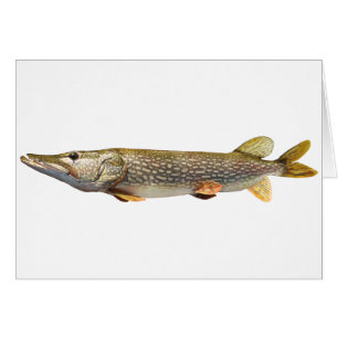 Pike Muski fishing