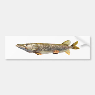 Pike Muski fishing Bumper Sticker