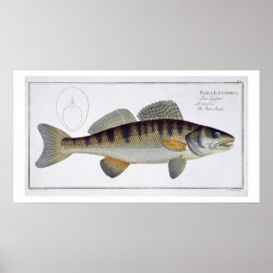 Pike-Perch (Perca lucioperca) plate LI from 'Ichth Poster