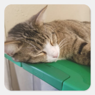 Pile courte Stickers Chat