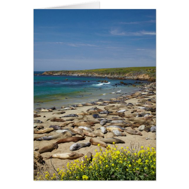 Pile des phoques éléphants (Devant)