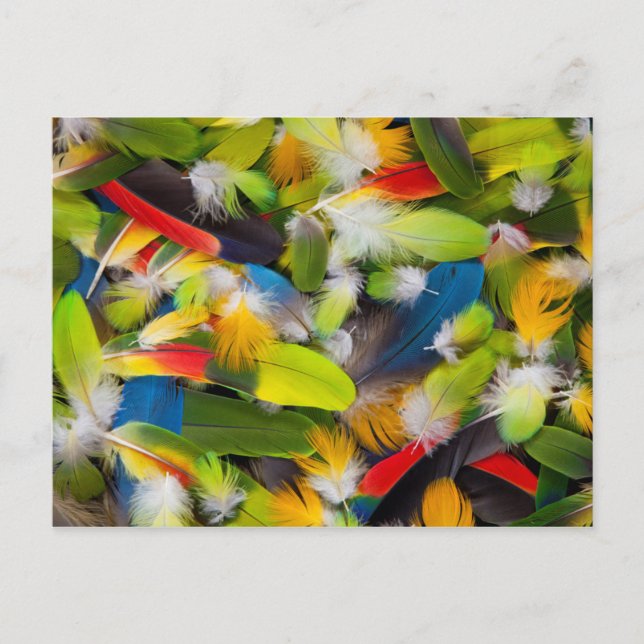 Pile of colourful feathers postcard (Front)