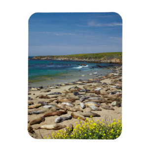 Pile of Elephant Seals Magnet