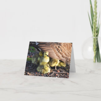 Pile of Fuzz (Canada Geese #1)- Blank Note Card