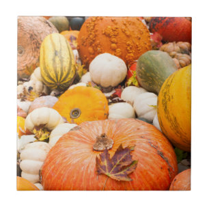 Pile Of Pumpkins And Squash Tile