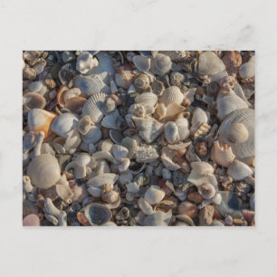Pile Of Seashells Postcard