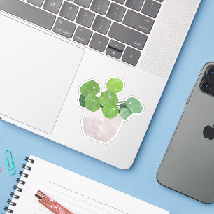 Pilea - house plant