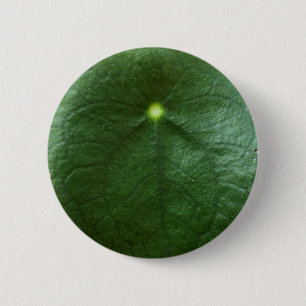 Pilea Peperomioides Button
