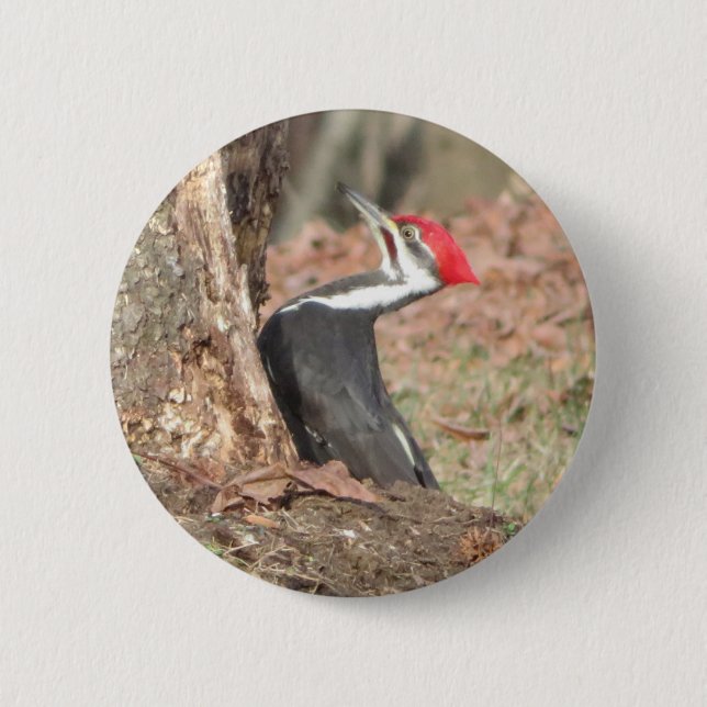 Pileated Woodpecker button (Front)