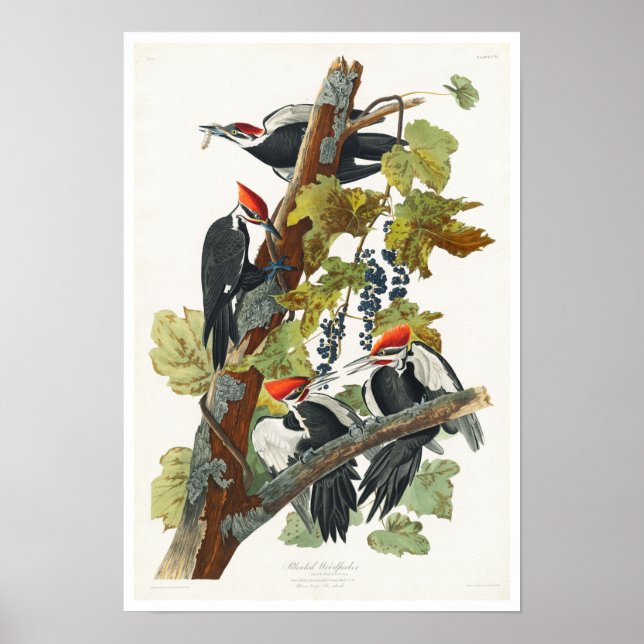 Pileated Woodpecker by Audubon Poster (Front)