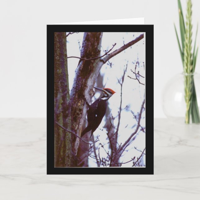 Pileated Woodpecker Card (Front)