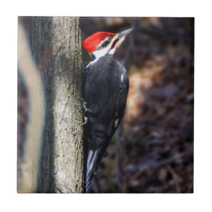 Pileated Woodpecker Ceramic Photo Tile
