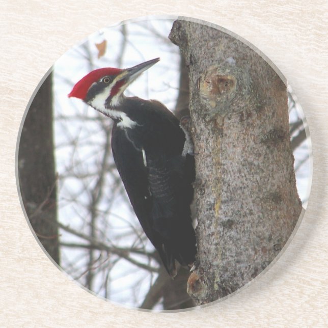 Pileated Woodpecker Coaster (Front)