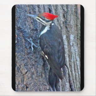 Pileated Woodpecker Coordinated Items Mouse Pad