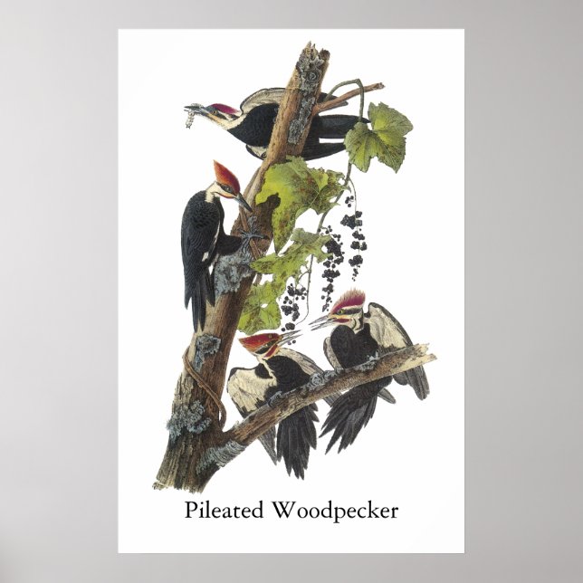 Pileated Woodpecker, John Audubon Poster (Front)