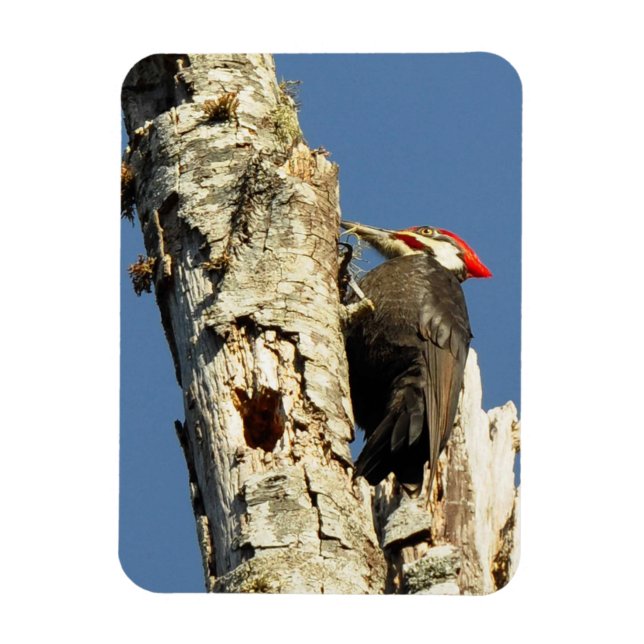 Pileated Woodpecker Magnet (Vertical)