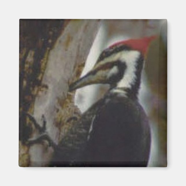 Pileated Woodpecker Magnet (Front)