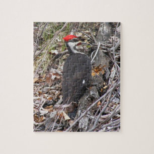 Pileated Woodpecker Pecking Puzzle