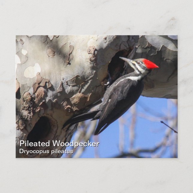 Pileated Woodpecker Postcard (Front)