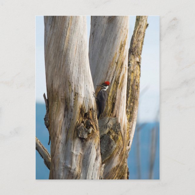 Pileated Woodpecker Postcard (Front)