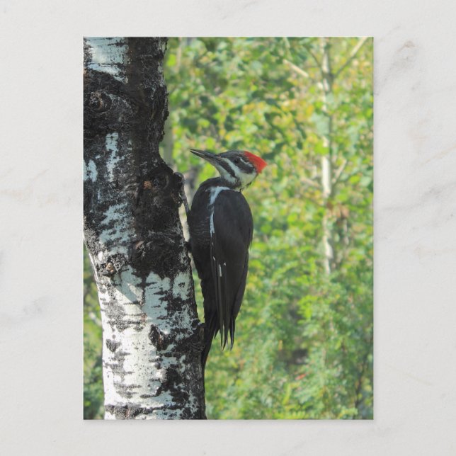 Pileated Woodpecker Postcard (Front)