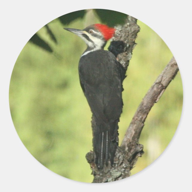 Pileated Woodpecker Stickers (Front)