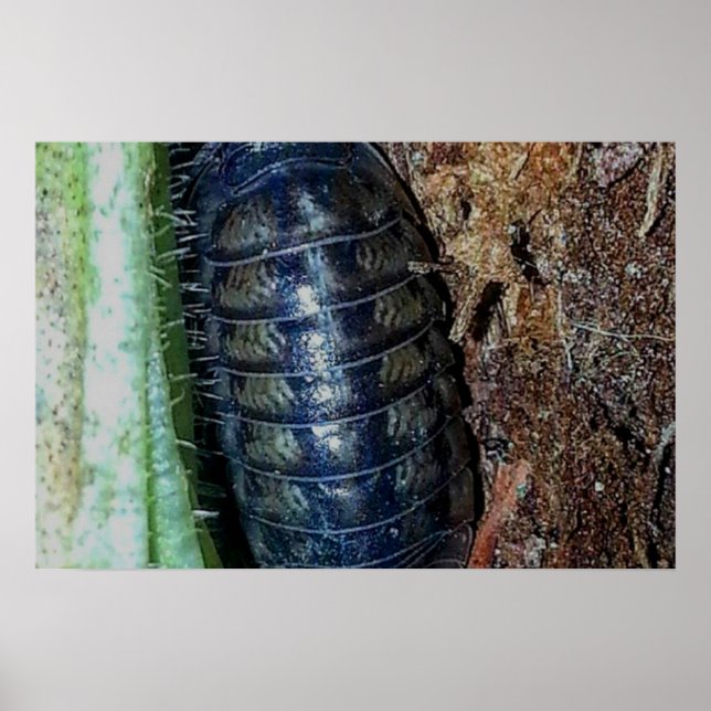 Pill Bug (photo) - Affiche (Devant)