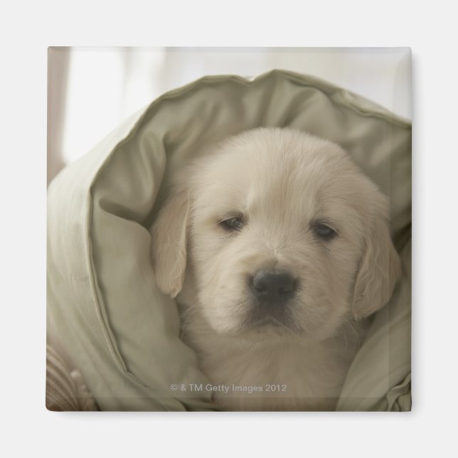 Pillow around dog magnet (Front)
