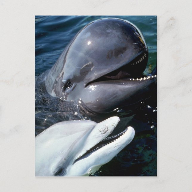 Pilot whale and Atlantic bottlenose dolphin Postcard (Front)