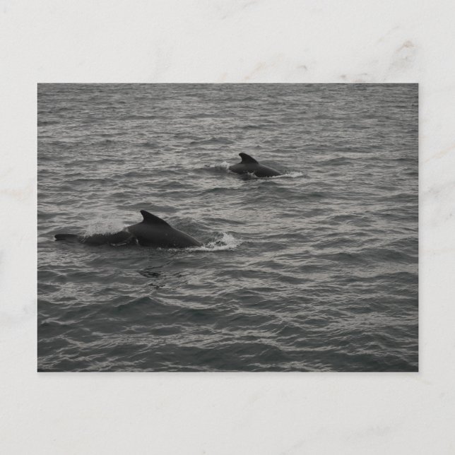 Pilot Whales Postcard (Front)