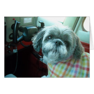 Pilote de Shih Tzu