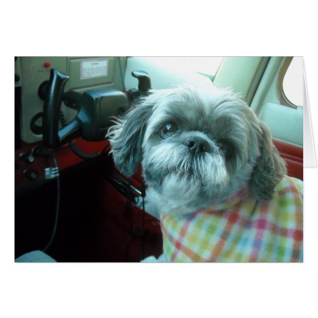 Pilote Shih Tzu (Devant Horizontal)
