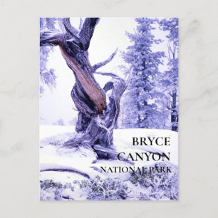 Pin de Bristlecone en hiver Carte postale neige