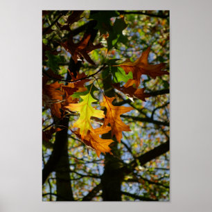 Pin Oak Leaves Poster