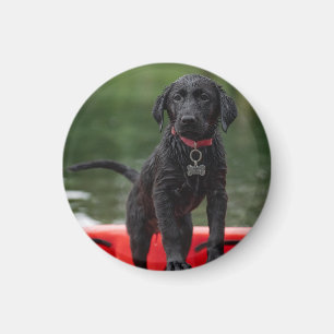 Pin or magnet with picture of dog.