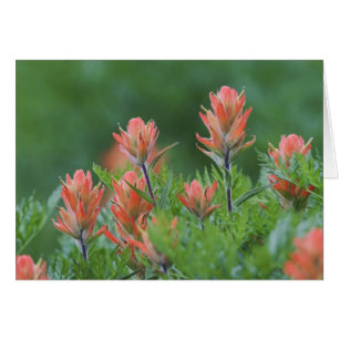 Pinceau indien, Castilleja miniata, Ouray,