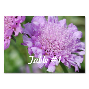 Pincushion Flowers Table Number