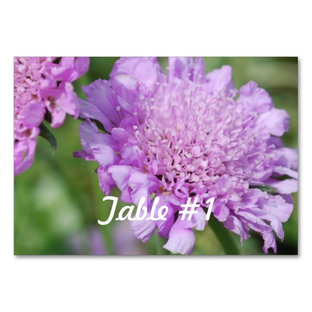Pincushion Flowers Table Number (Front)