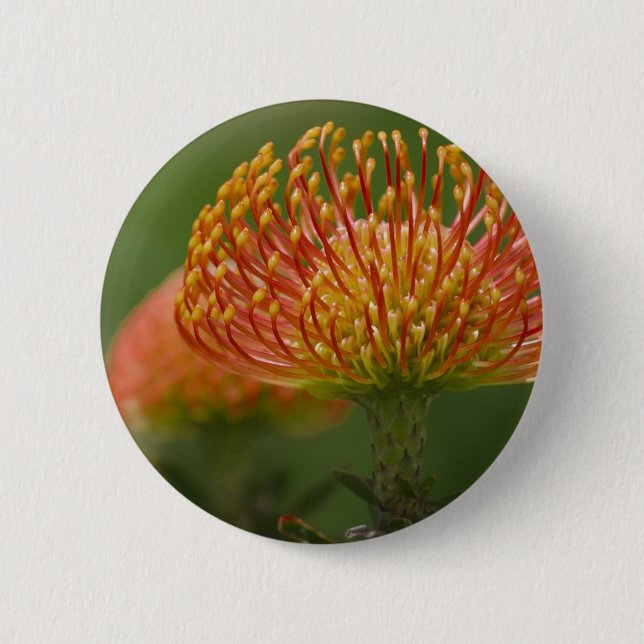 Pincushion Protea 2 Inch Round Button (Front)
