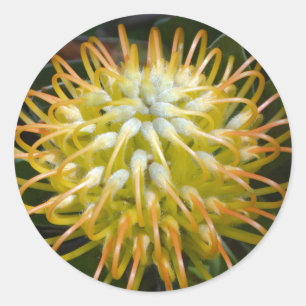 Pincushion Protea Tropical Yellow Flower Stickers