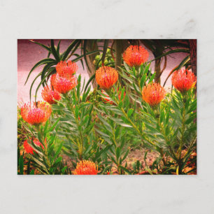 Pincushion Tango #1-1 Postcard